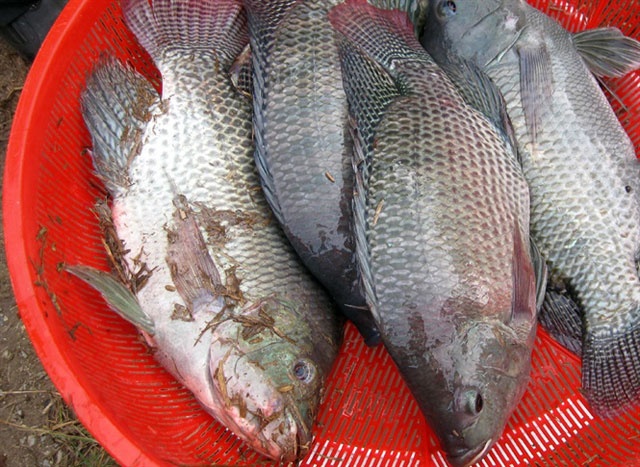 Mô hình nuôi cá rô phi đơn tính theo quy trình VietGAP đã mở ra hướng đi mới trong phát triển kinh tế cho người dân các địa phương tại huyện Việt Yên (Bắc Giang).