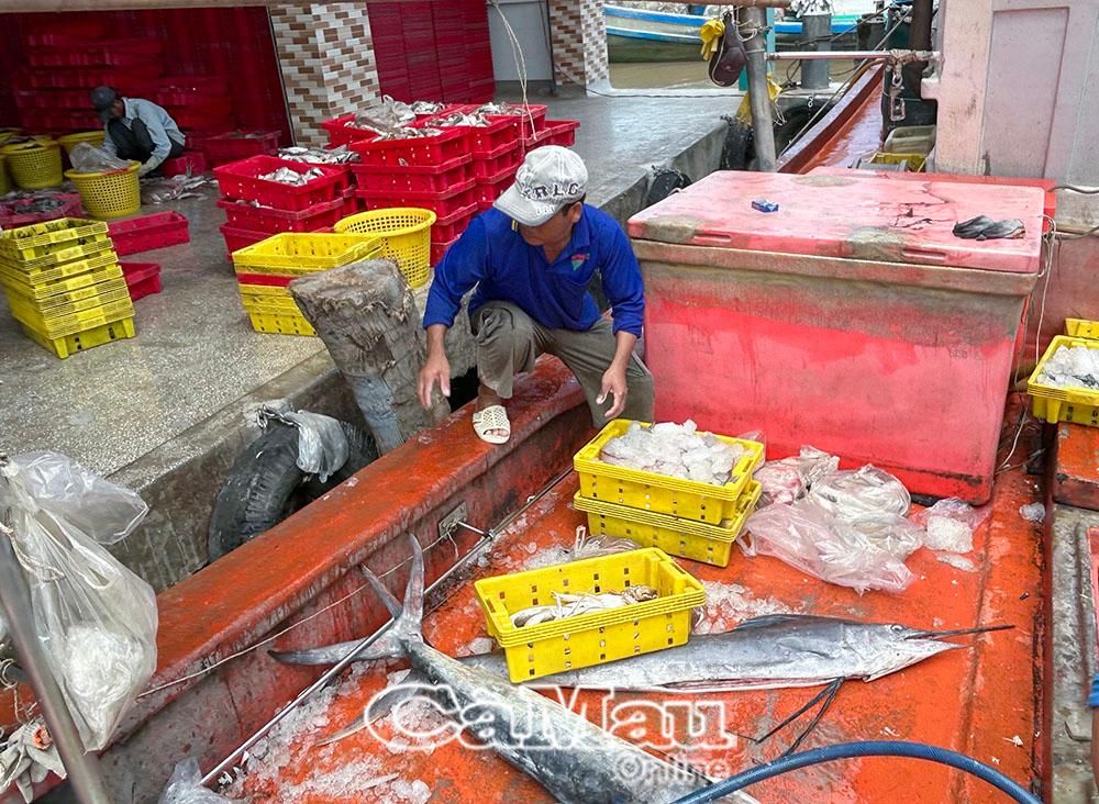Tuân thủ cập cảng - 'Chìa khóa' cho nghề cá bền vững