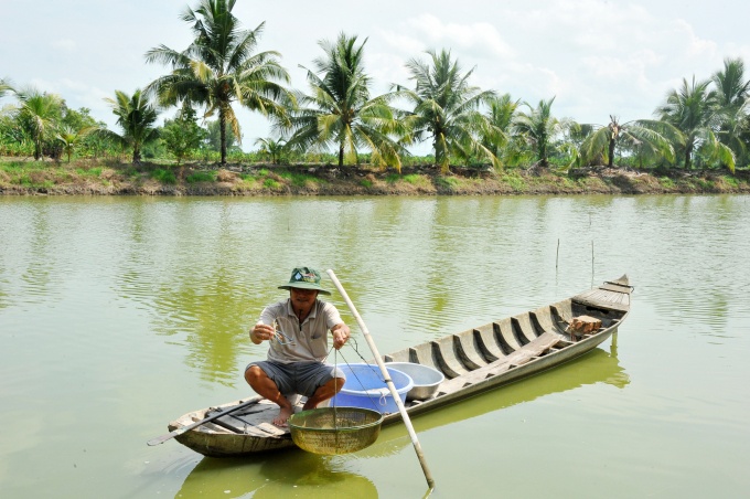 Mô hình nuôi tôm càng xanh toàn đực kết hợp nuôi cá và trồng dừa đã thích nghi trong điều kiện biến đổi khí hậu, đem lại thu nhập hơn 100 triệu đồng/ha/vụ