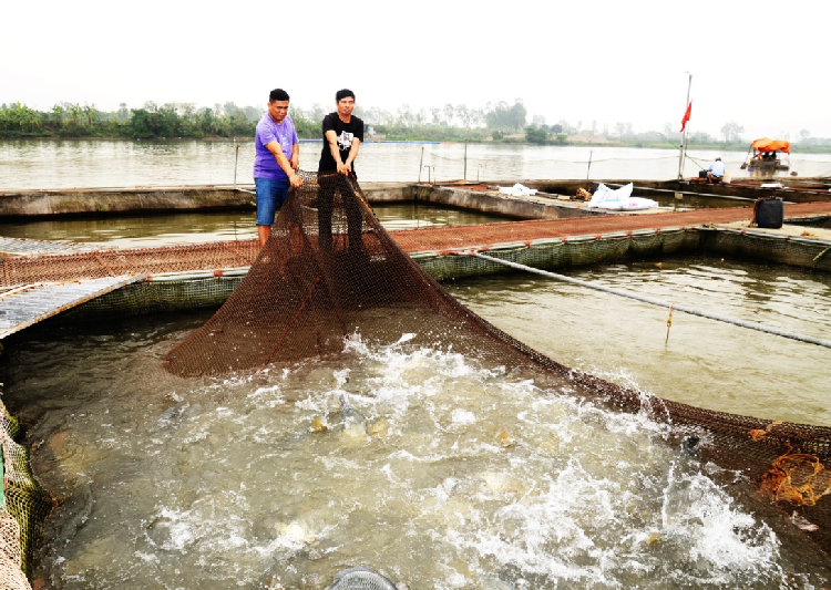 Những năm gần đây, nhiều xã ven sông Hồng, sông Luộc phát triển mô hình nuôi cá lồng trên sông. Nghề này mang lại hiệu quả kinh tế cao, giải quyết việc làm và cải thiện đời sống của nhiều người dân, góp phần thúc đẩy phát triển kinh tế – xã hội của địa phương.
