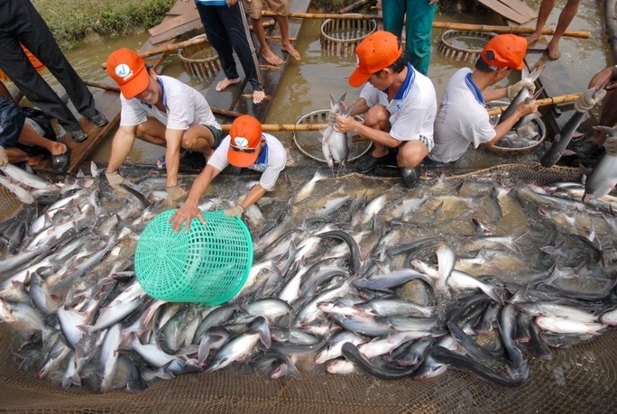 Hướng đi nào cho năm 2024 khi cá tra Việt Nam gặp cạnh tranh gay gắt về giá?