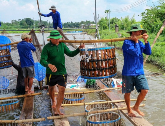 Ngày 6-1, tại An Giang, Tập đoàn Sao Mai phối hợp cùng các ngành liên quan tổ chức tổng kết mô hình “Hợp tác phát triển vùng nguyên liệu nông thủy sản niên vụ 2019”, hàng trăm nông dân tham gia mô hình ở các tỉnh ĐBSCL đến dự.