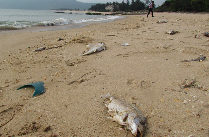 Đa phần cá chết bị sóng đánh tấp vào bờ biển quận Thanh Khê, TP. Đà Nẵng là cá dìa, diêu hồng và rô phi...