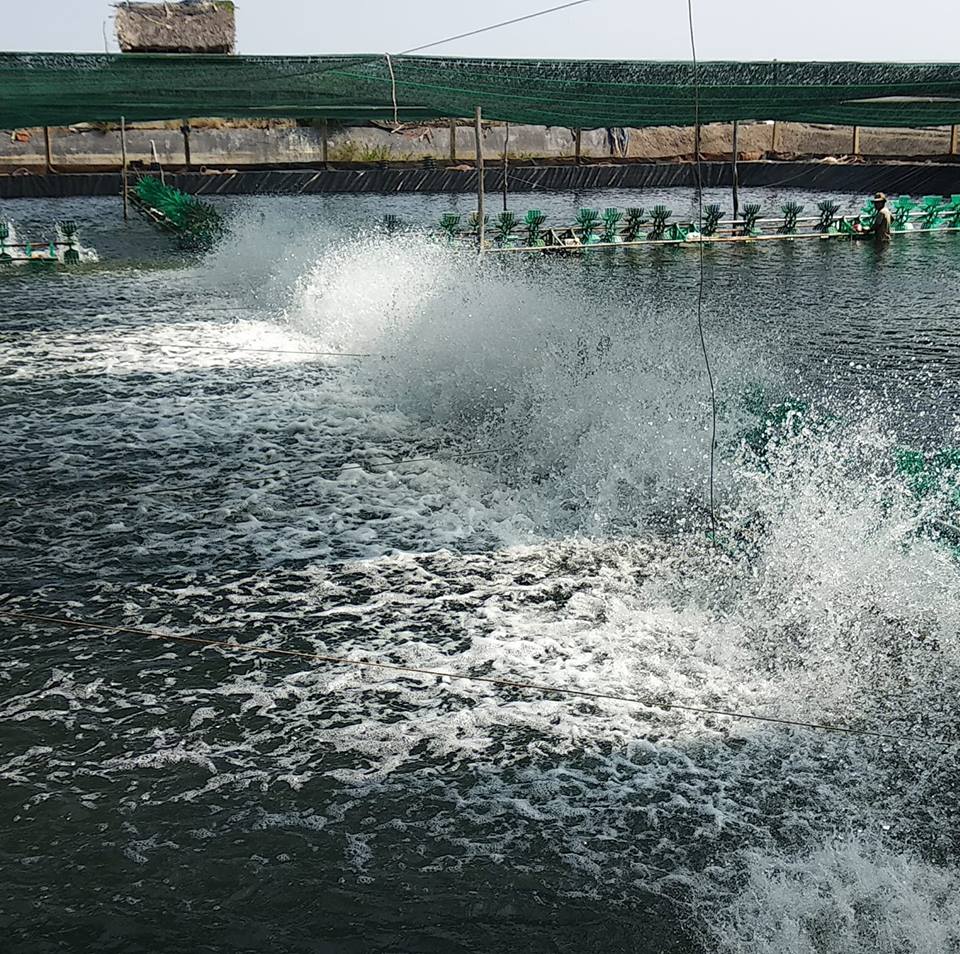 Khi nuôi ở nồng độ muối thấp, có sự chênh lệch giữa áp suất thẩm thấu trong cơ thể và môi trường ngoài, kết quả là tôm sẽ lấy nước tự động thông qua mang và ruột. Tôm sẽ khó khăn hơn trong việc lấy muối khoáng hòa tan trong nuôi trường nước vì vậy khoáng phải được bổ sung trực tiếp trong khẩu phần ăn.