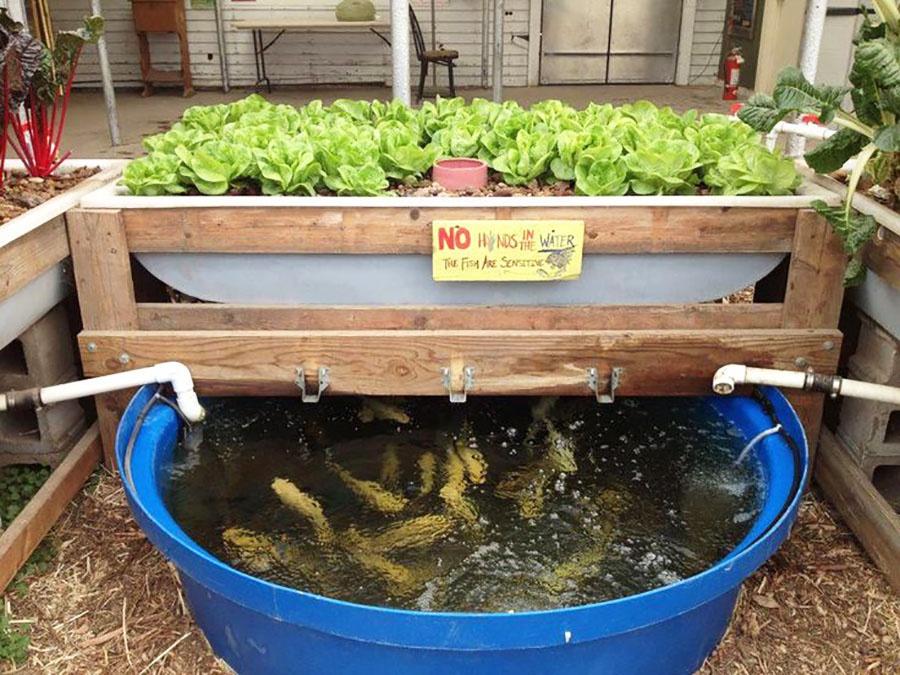 Aquaponics – hệ thống kết hợp giữa nuôi trồng thủy sản (nuôi cá, ốc, tôm,…) và thủy canh (trồng cây trong nước) tạo thành một hệ sinh thái nhỏ ngày càng trở nên phổ biến và được áp dụng rộng rãi ở nhiều quốc gia trên thế giới kể cả Việt Nam.