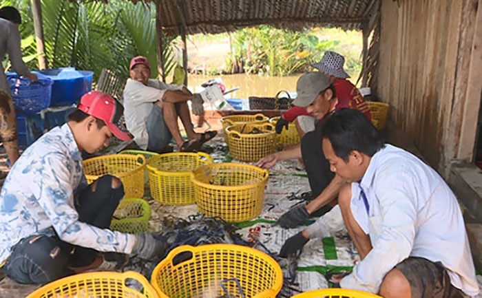 Huyện Vĩnh Thuận, tỉnh Kiên Giang áp dụng thành công mô hình nuôi tôm sú xen canh tôm càng xanh kết hợp trồng lúa, đem lại hiệu quả kinh tế cao.