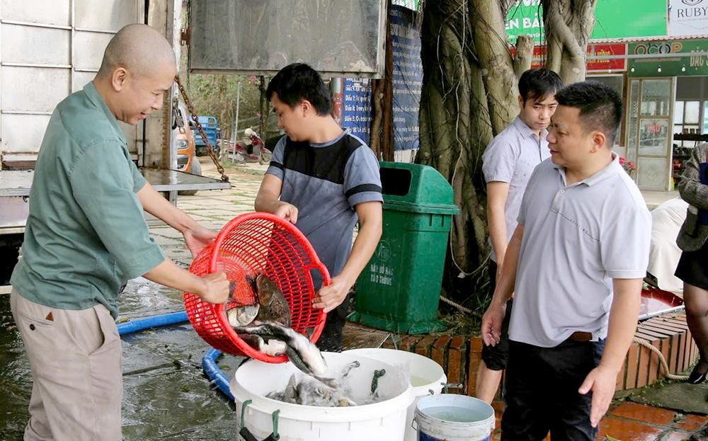 Nhằm bổ sung nguồn lợi thủy sản cho hồ Thác Bà, hồ nhân tạo lớn nhất nhì Việt Nam, hàng năm tỉnh Yên Bái đều dành một nguồn kinh phí để thả bổ sung một lượng lớn cá giống vào hồ.