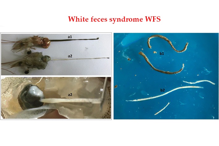 Một nghiên cứu mới đây vừa được công bố trên tạp chí Aquaculturealliance đã cho thấy mối liên hệ giữa hội chứng phân trắng WFS, bệnh do vi bào tử trùng EHP và bệnh hoại tử gan tụy SHPN trong các ao nuôi tôm.