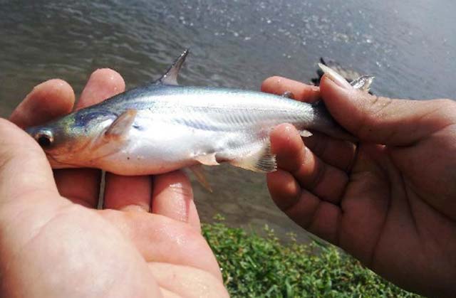 Mục tiêu đề tài nhằm xác định tác nhân gây bệnh trương bóng hơi trên cá tra nuôi thâm canh ở một số tỉnh Đồng Bằng Sông Cửu Long. 