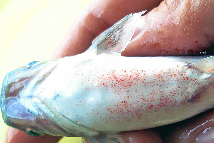 Phòng bệnh do vi khuẩn trên cá nuôi lồng bè