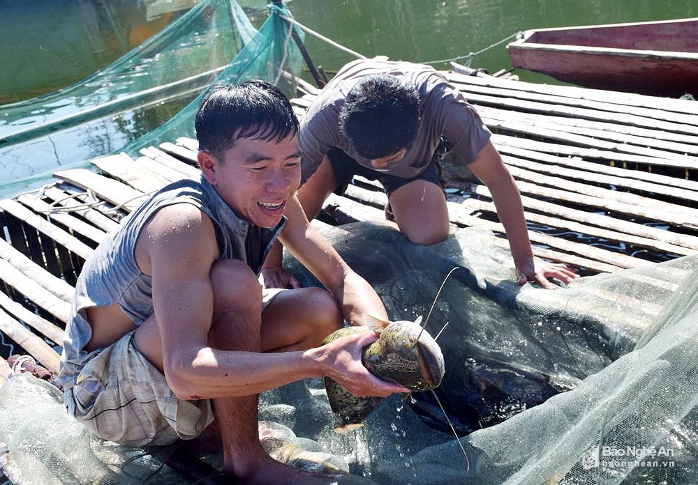 Năm qua, các mô hình nuôi tôm càng xanh trong ruộng lúa tại các huyện Thanh Chương, Nghĩa Đàn và TP Vinh; mô hình nuôi cá trắm giòn, chép giòn ở TX Thái Hòa và huyện Yên Thành