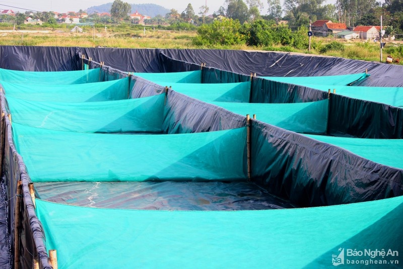 Để kiểm soát dịch bệnh, giúp tôm sinh trưởng nhanh, mới đây một số hộ dân ở Nghệ An đã đầu tư xây dựng nhà kính, nhà lưới kết hợp sử dụng công nghệ “zíc zắc” xử lý nước nhanh để nuôi tôm.