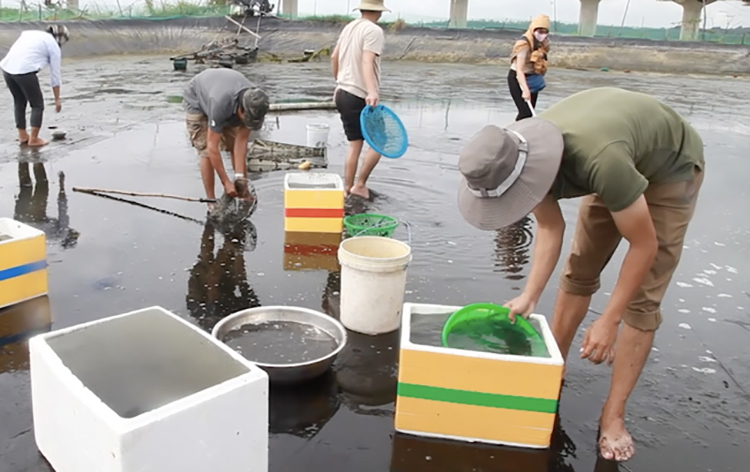 Việc sinh sản nhân tạo và nuôi thử nghiệm thương phẩm cá bống sông Trà thành công đã mở ra triển vọng phát triển nghề nuôi loài cá đặc sản này.