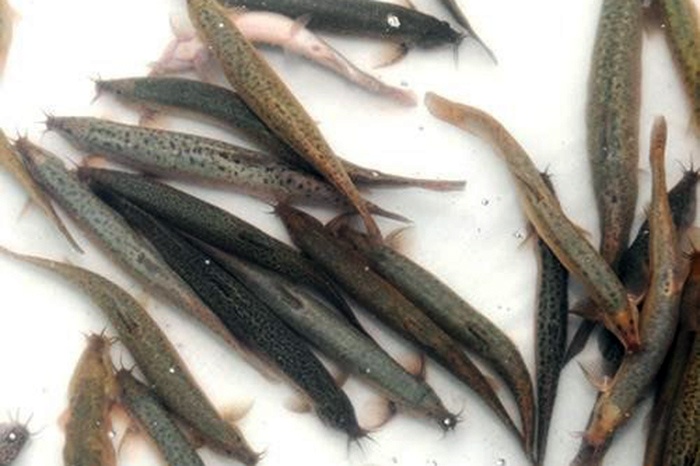 Ngày 25-7, Hội đồng Khoa học và Công nghệ tỉnh (Hội đồng) đã tổ chức xét duyệt thuyết minh dự án “Sản xuất thử nghiệm nhân tạo giống cá chạch sông trên địa bàn tỉnh Hậu Giang”.