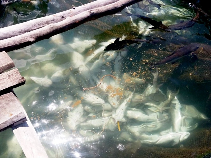 Những ngày qua, nhiều hộ nuôi cá ở đảo Hòn Tre, huyện Kiên Hải và đảo Sơn Hải, huyện Kiên Lương đứng ngồi không yên vì cá nuôi lồng bè chết hàng loạt chưa rõ nguyên nhân.