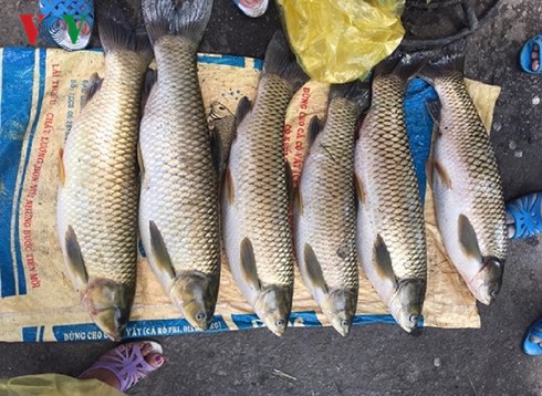 Hàng trăm hộ nuôi cá lồng trên sông Bồ (Thừa Thiên-Huế) đang bị thiệt hại nặng nề khi cá nuôi sắp đến kỳ thu hoạch chết hàng loạt.