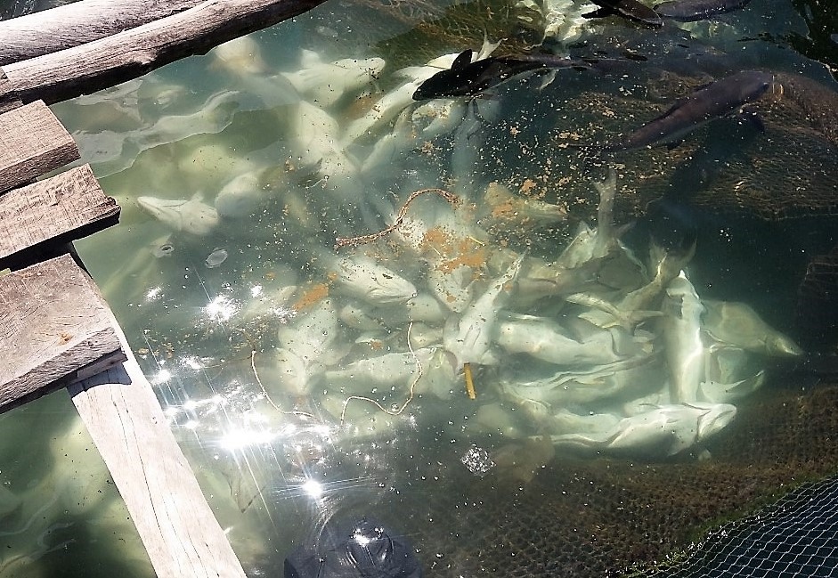 Có gần 1.000 tấn cá ở địa bàn thuộc ấp Hòn Heo và Hòn Ngang (xã Sơn Hải, huyện Kiên Lương, tỉnh Kiên Giang) chết hàng loạt không rõ nguyên nhân, người nuôi bị thiệt hại nặng nề.