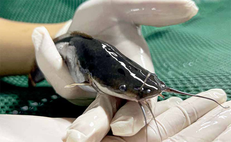 Nấm men - nguồn dinh dưỡng bền vững cho cá da trơn