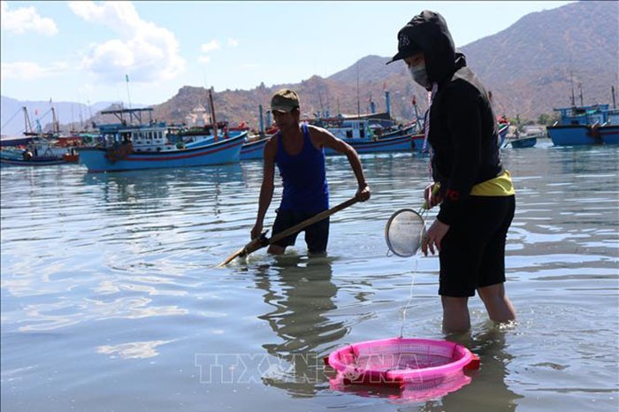 Những ngày này, tại khu vực biển Đầm Nại, huyện Ninh Hải, tỉnh Ninh Thuận luôn tất bật cảnh ngư dân đem từng rổ cá dìa giống vừa khai thác được vào bờ bán cho thương lái. Lượng cá xuất hiện nhiều, ngư dân có thể thu về tiền triệu chỉ trong vài giờ vớt cá.