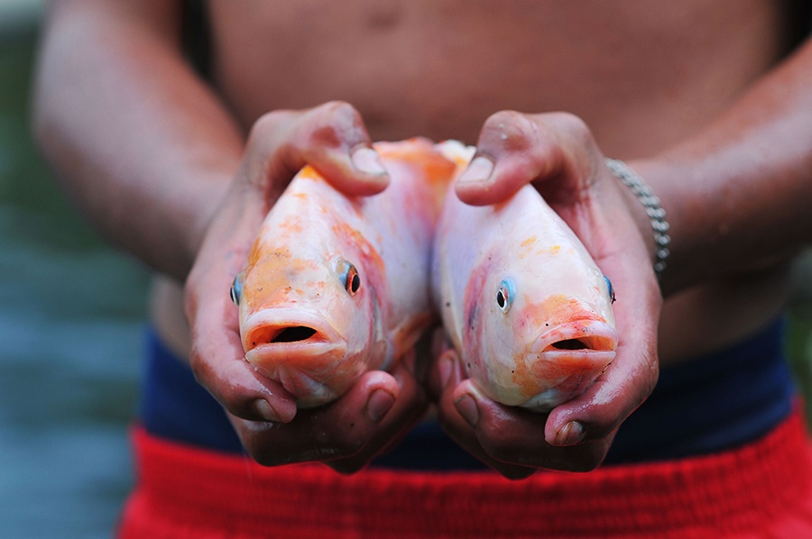 Bài viết cung cấp một số phương pháp giúp giảm hệ số FCR trong nuôi cá rô phi - điêu hồng.