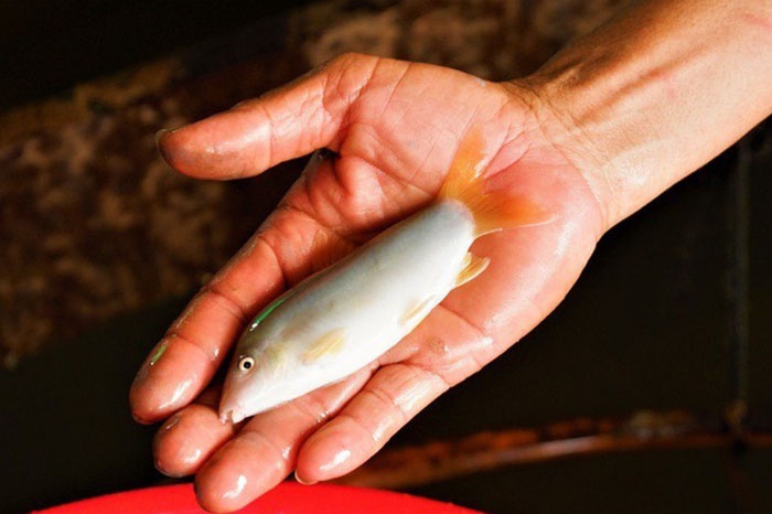 Nhiều hộ dân ở An Giang thời gian gần đây khá lên trông thấy nhờ nuôi cá heo đuôi đỏ. Có những hộ diện tích bè nuôi cá khiêm tốn nhưng vẫn thu lãi trên 300 triệu đồng/năm.