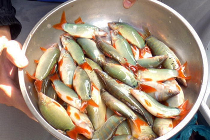 Cá heo nước ngọt tự nhiên năm nay chưa có do nước lũ về muộn, nên cá nuôi đang có giá 450.000 đồng một kg.