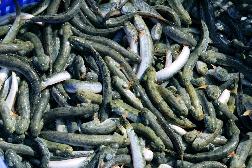 Hiện nay, nhu cầu tiêu thụ cá kèo trong nước và xuất khẩu ngày càng lớn, sản lượng khai thác tự nhiên mỗi năm mỗi giảm, giá bán lại tăng, lợi nhuận cao đã kích thích nhiều hộ dân ven biển nuôi cá kèo.