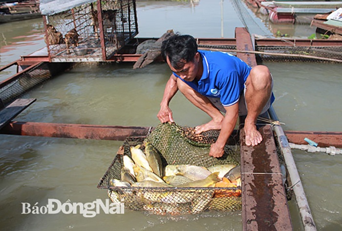 Theo phản ánh của người dân nuôi cá bè trên sông Cái (thuộc địa phận phường Hiệp Hòa, TP. Biên Hòa), từ tháng 6 đến nay, nguồn nước sông tại khu vực nuôi cá bè có dấu hiệu bị ô nhiễm.