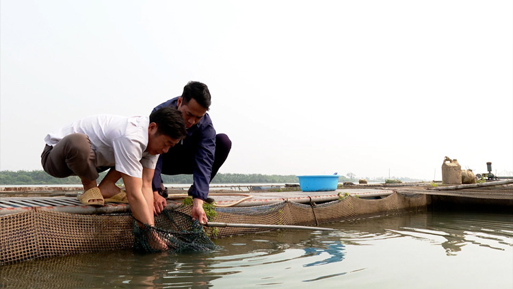 Bắc Ninh: Triển vọng nuôi cá lồng trên sông ở Gia Bình