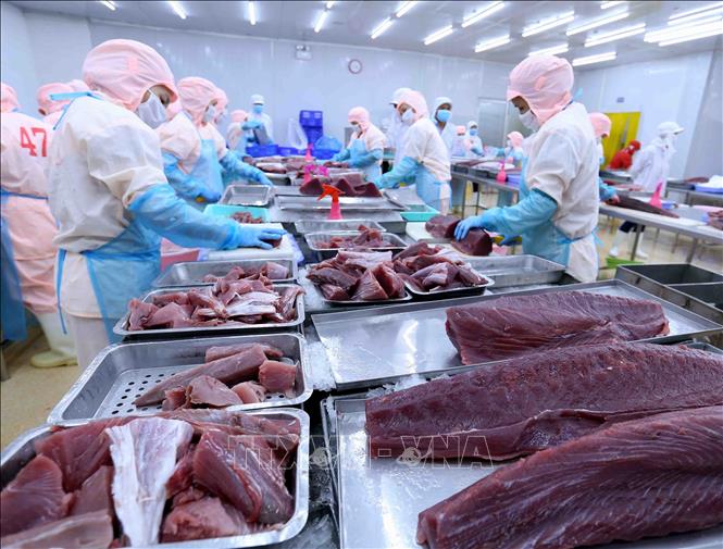 Xuất khẩu cá ngừ - Tận dụng cơ hội thị trường