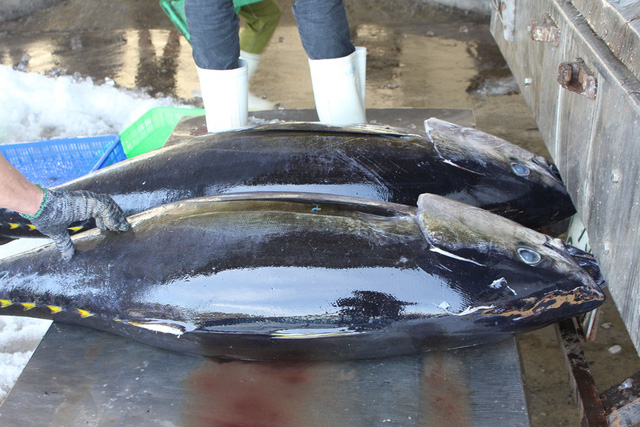 Cá ngừ Việt Nam khó đi sâu vào thị trường Anh