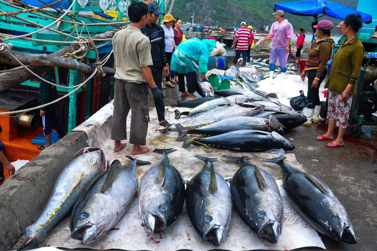 Trước những biến động mạnh toàn cầu trong hơn một năm qua, xuất khẩu cá ngừ luôn nỗ lực để mang về kim ngạch xuất khẩu tốt cho Việt Nam. Chính vì vậy, các giải pháp để cá ngừ được tiêu thụ tốt hơn ở thị trường thế giới luôn được các doanh nghiệp chế biến và xuất khẩu ngành hàng này quan tâm.