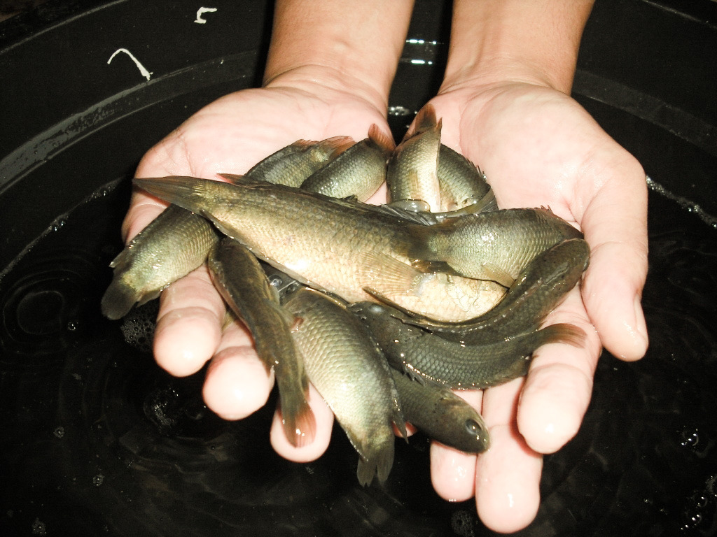 Cá rô đồng (Anabas testudineus) là loài cá phân bố rộng, có thể sống ở các thủy vực nước ngọt và nước lợ. 