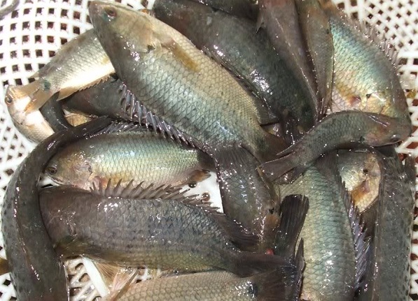 Cá rô đồng là loại cá sống tự nhiên và phổ biến ở vùng ĐBSCL, thích ứng tốt môi trường nước xấu; cá sinh sản với số lượng lớn, chất lượng thịt ngon, được thị trường ưa chuộng.