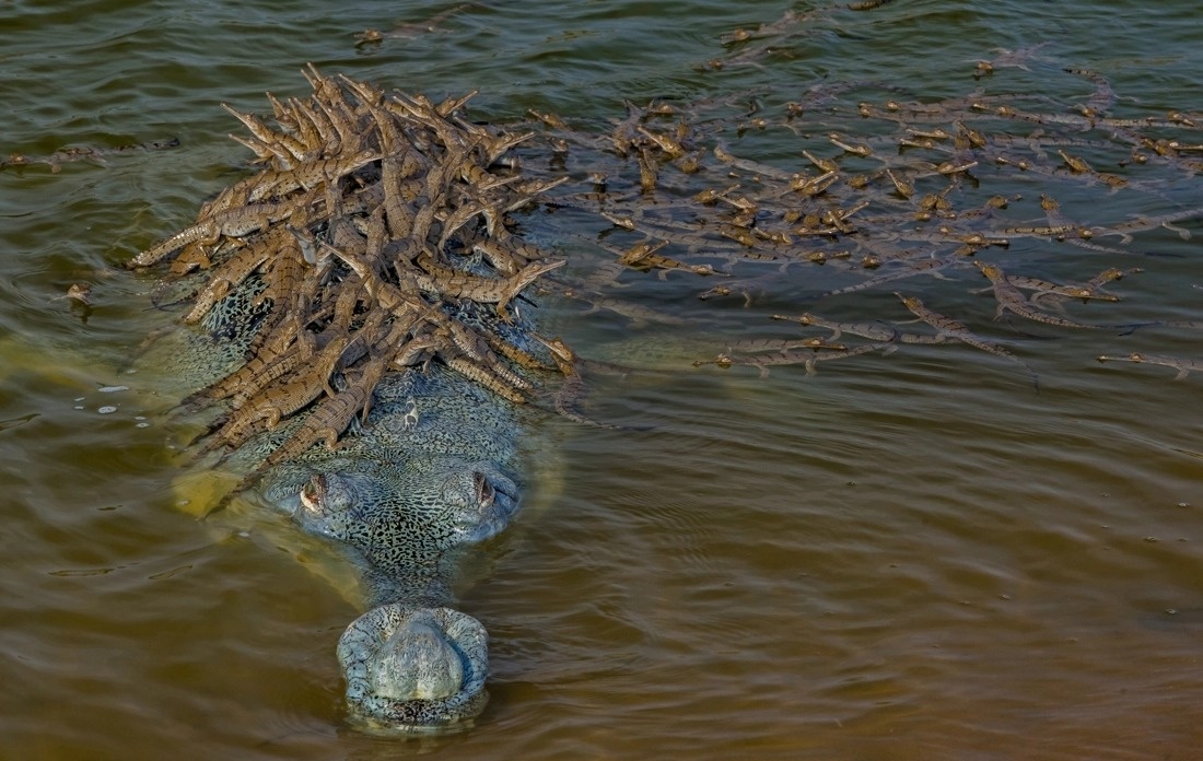 Nhiếp ảnh gia chụp lại khoảnh khắc đàn cá sấu con thi nhau trèo lên lưng bố để được che chở.