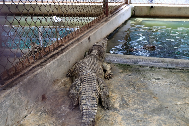 Trang trại nuôi cá sấu của ông Cao Văn Tuấn tại quận Hồng Bàng (TP Hải Phòng) được xem là trại cá sấu lớn nhất miền Bắc. Từ đầu năm đến nay, trang trại của "ông vua cá sấu đất Bắc" này bị thiệt hại gần 200 triệu/tháng do ảnh hưởng của dịch COVID-19.