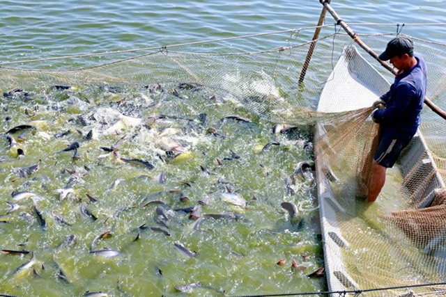 Hiện nay, cá tra giống trong tỉnh Đồng Tháp xuống giá rất nhanh, từ  hơn 60.000 đồng/kg (cá tra giống loại 30 con/kg) nay xuống còn 20.000 đồng/kg. 