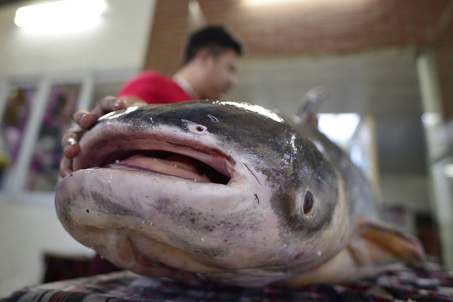 Từ thực đơn cao cấp đến giá trị bảo tồn loài cá khổng lồ nguy cấp của dòng Mekong.
