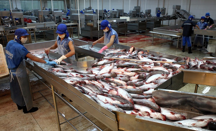 Số liệu thống kê của Hải quan Trung Quốc cho thấy, 5 tháng đầu năm 2023, nước này đã NK gần 137 nghìn tấn cá tra, cao hơn 16,5% so với cùng kỳ năm ngoái. 