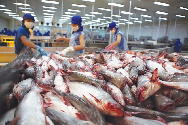 Cá tra cũng được xếp là một trong ba đối tượng thủy sản nuôi chủ lực của Việt Nam từ ngày 30-1-2019.