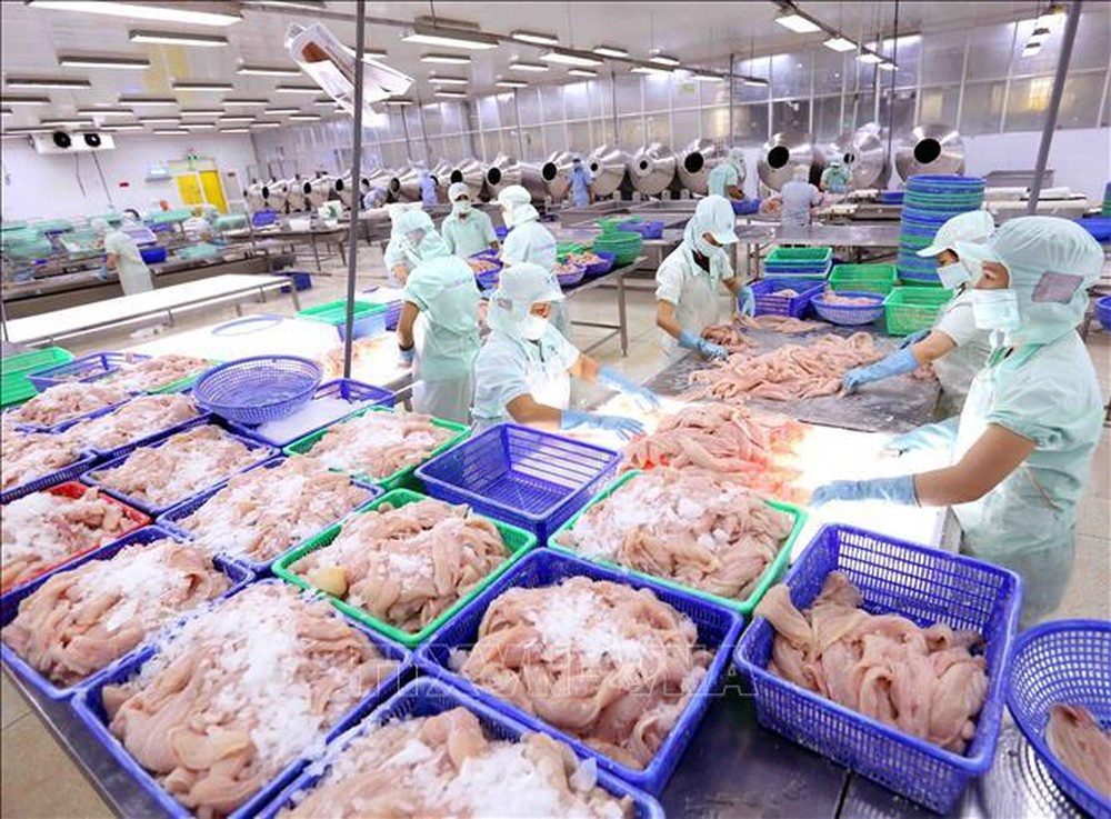 Xuất khẩu cá tra - thế mạnh tỷ USD của Việt Nam - lao dốc. Kéo theo, giá cá nguyên liệu trong nước giảm mạnh khiến người nuôi đang thua lỗ nặng.