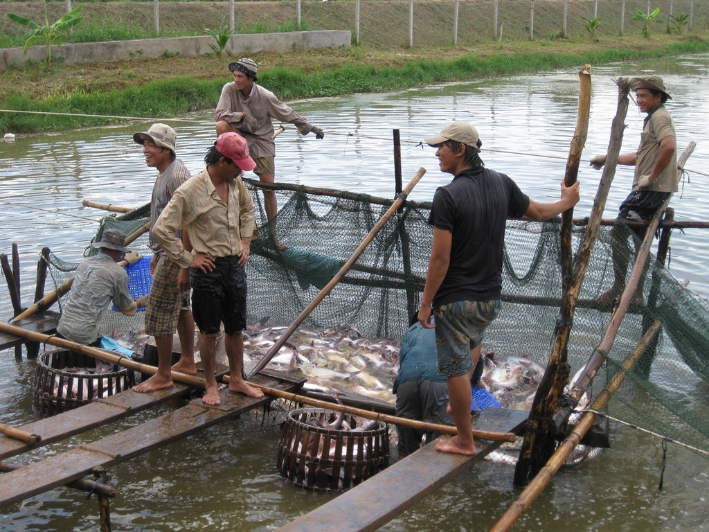Từ đầu năm 2020 đến nay, toàn tỉnh An Giang thu hoạch hơn 705ha cá tra, sản lượng 250.700 tấn.