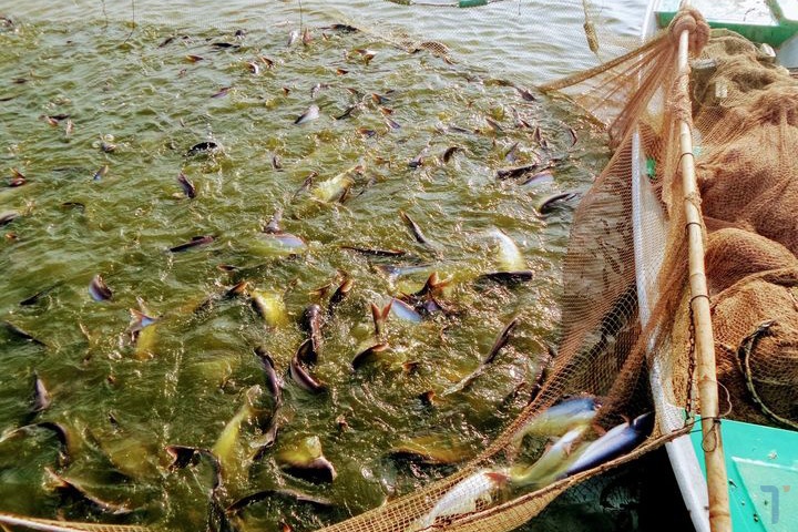 Năm 2022, con cá tra mang về nhiều niềm vui cho người nông dân và doanh nghiệp Việt Nam.