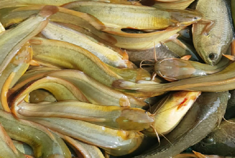 Đa dạng mô hình sản xuất cá trê vàng