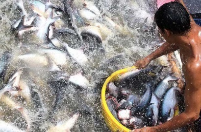 Theo một nhà xuất khẩu cá tra lớn nhất của Việt Nam, việc thực hiện các quy trình canh tác nghiêm ngặt hơn của các nhà sản xuất cá tra tại Việt Nam đã giúp cải thiện giá trị xuất khẩu của họ.