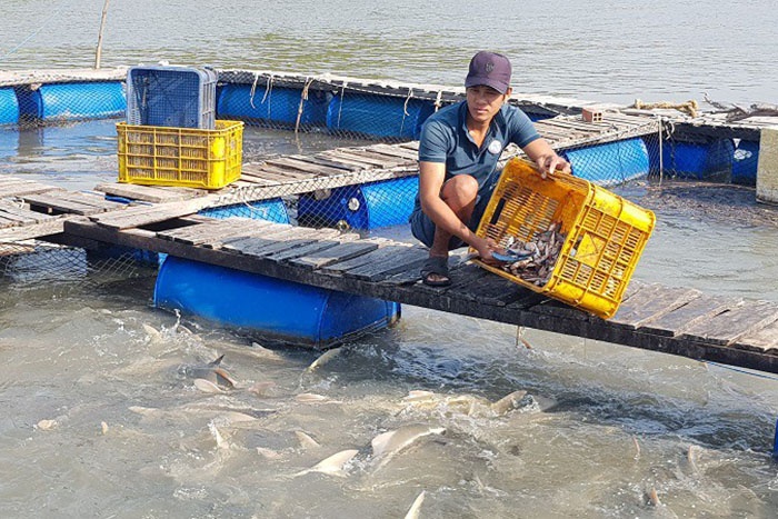 Nhờ mô hình nuôi cá bớp trên sông ở Cần Giờ, TPHCM, người dân địa phương thoát nghèo, thu nhập hàng trăm triệu đồng mỗi vụ.