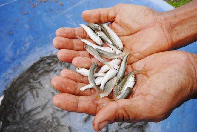 Giá cá heo, cá linh khi lũ về chỉ còn 90.000 - 160.000 đồng một kg, giảm mạnh so với đầu mùa