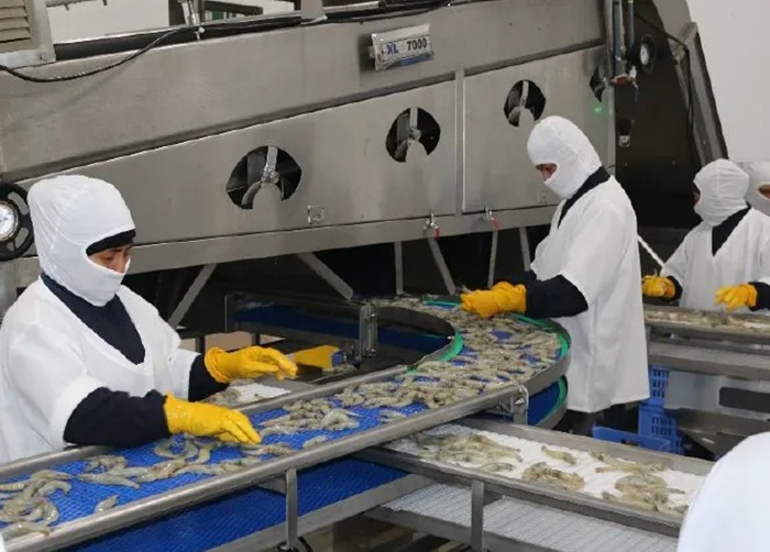 Chính phủ Ecuador đang đẩy mạnh các biện pháp an toàn sinh học trong các nhà máy chế biến tôm để giành lại thị trường Trung Quốc.