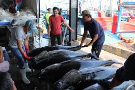 Lượng cá ngừ vằn nguyên liệu chuyển tới các nhà máy chế biến ở Thái Lan tăng do sản lượng đánh bắt của các tàu lưới vây tại khu vực Trung Tây Thái Bình Dương (WCPO) đạt mức cao nhất trong 12 tháng qua. Trong khi đó, lượng nguyên liệu tồn kho tại các nhà máy sản xuất đồ hộp Bangkok ở mức vừa phải.