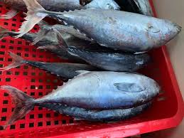 Hội đồng Quản lý Biển (MSC) dự kiến các sản phẩm cá ngừ được chứng nhận bền vững trong giai đoạn từ năm 2020 – 2021 tăng 38% so với giai đoạn 2019 – 2020.